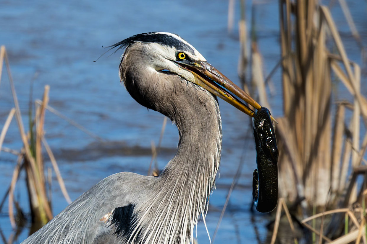 Great blue heron 79, Huntington Beach State Park, SC
