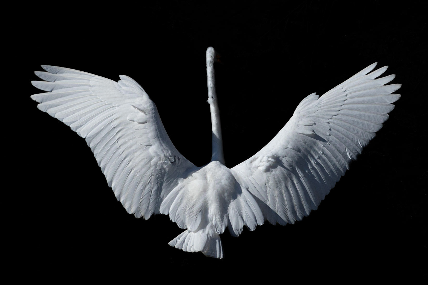 Low key great egret 10, Carl Bazemore bird platform, Sunset Beach, NC