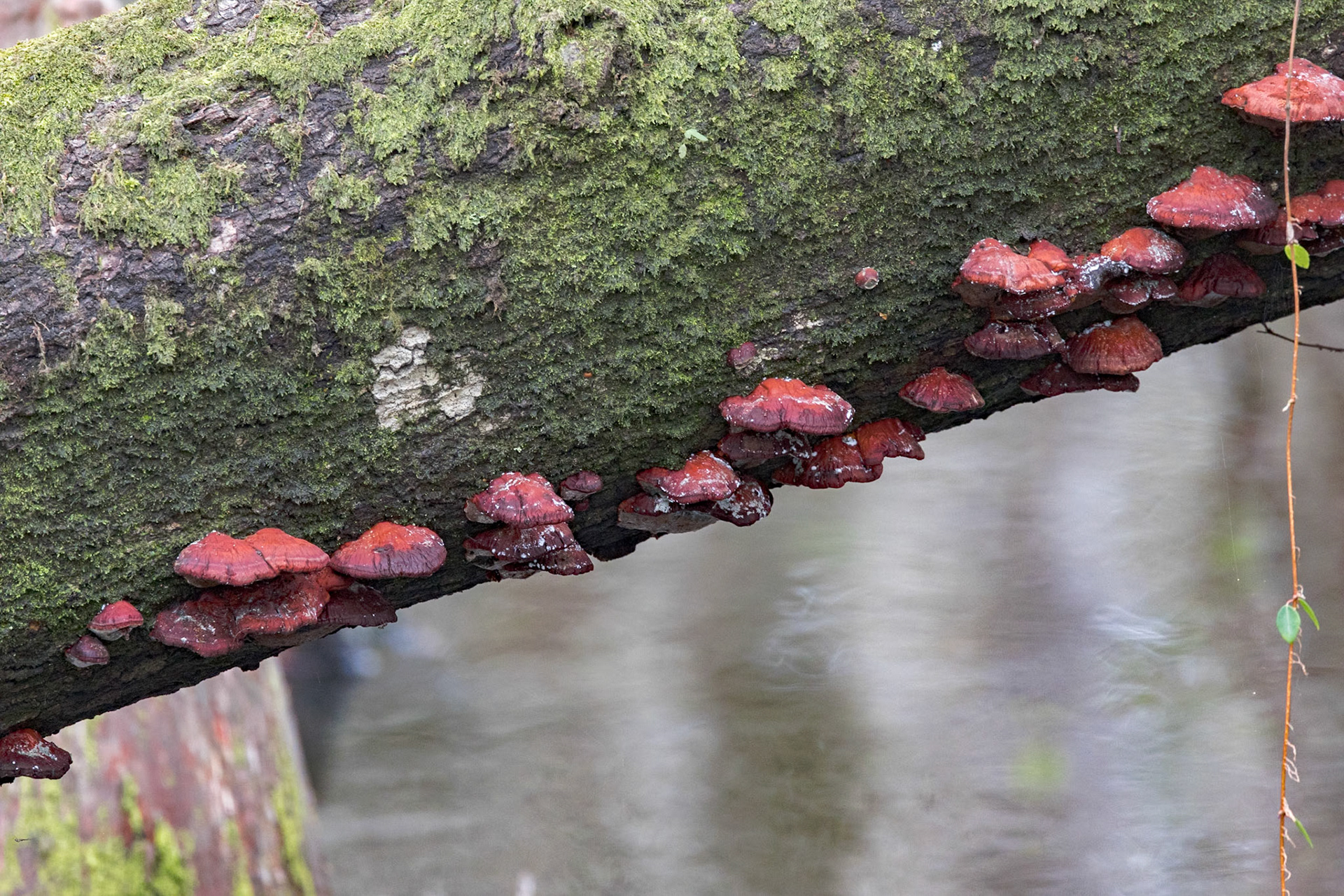 Lichens and mushrooms 1, Beidler Audubon Swamp Forest