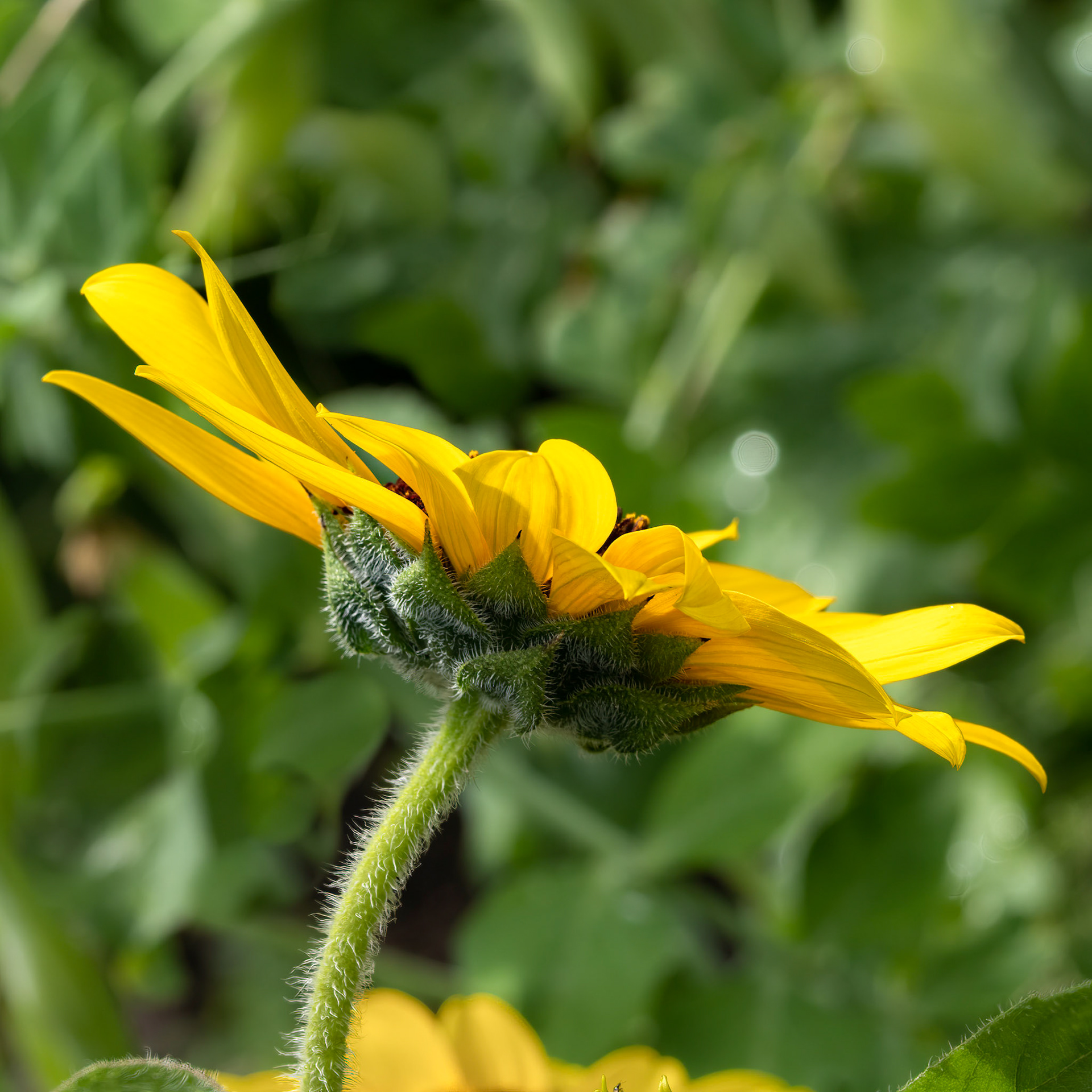 Sunflower 3, Brunswick County Botanical Garden