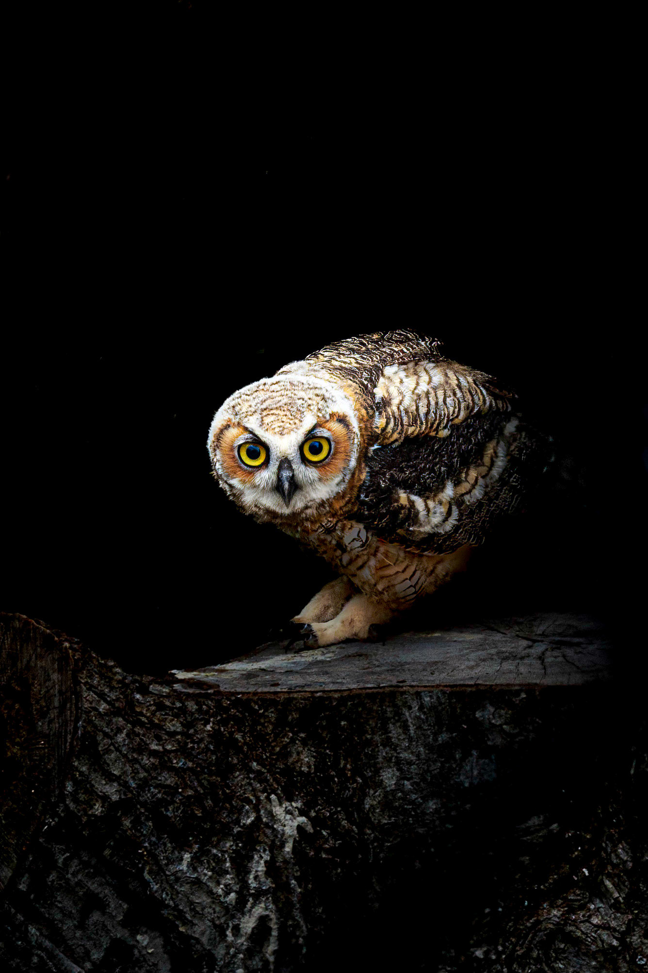 Hootsie 4, Great Horned Owl Juvenile, Sea Biscuit Wildlife Shelter