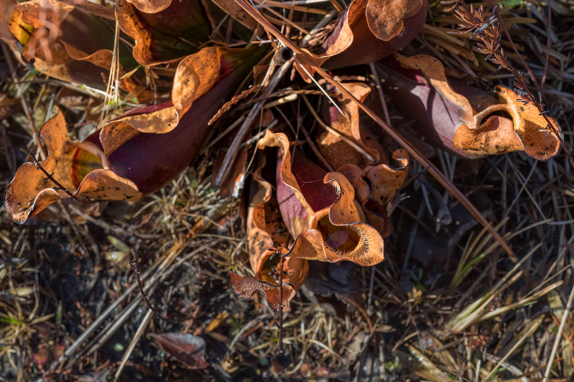 Purple pitcher plant 6, Green Swamp Preserve