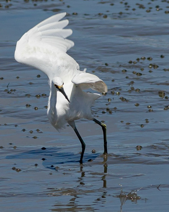 Snowy Egret Eating Shrimp 5