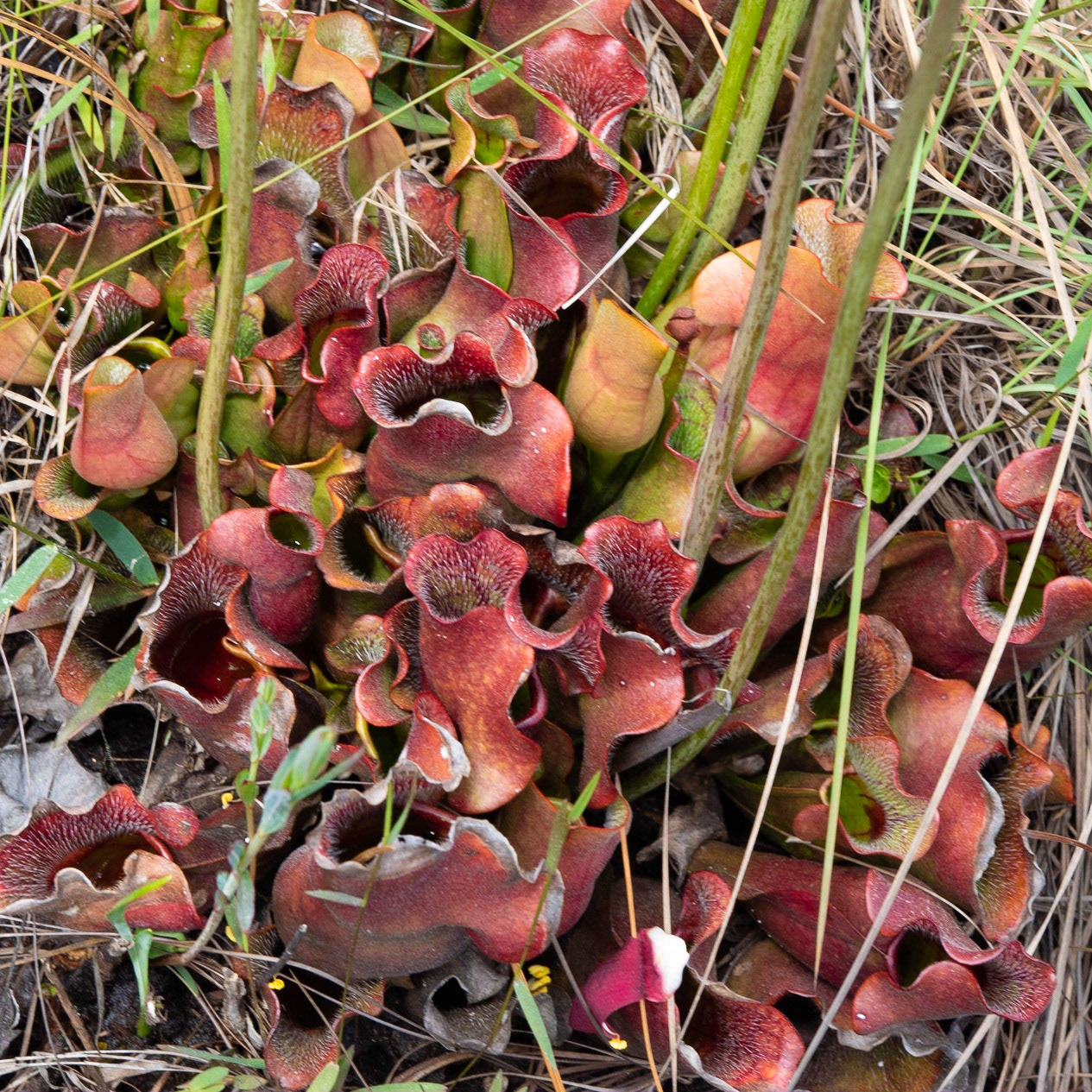 Southern Purple pitcher plant, Greenswamp Carnivorous 5