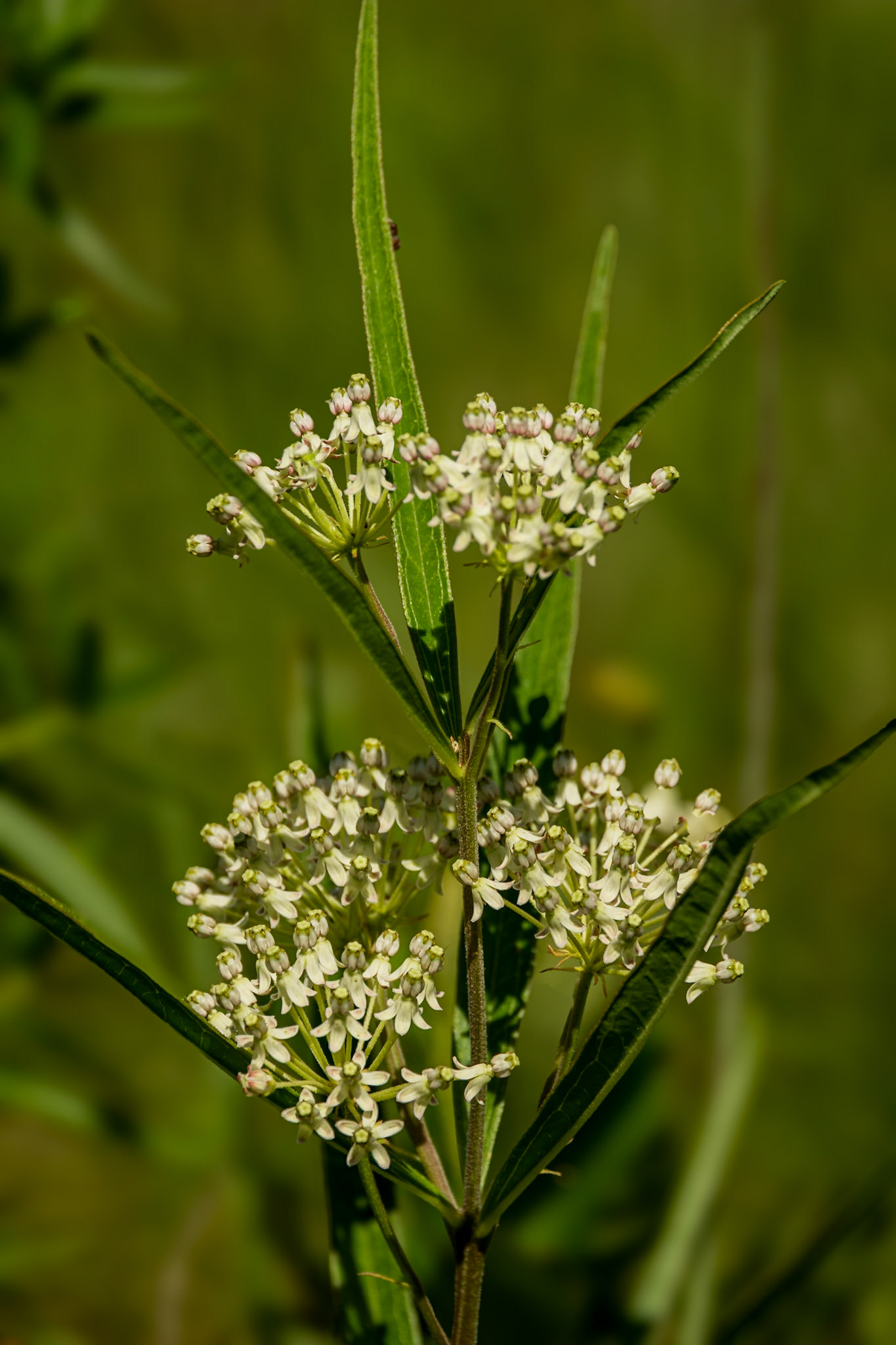 Long Leafed Milkweed 1, Greater Green Swamp area