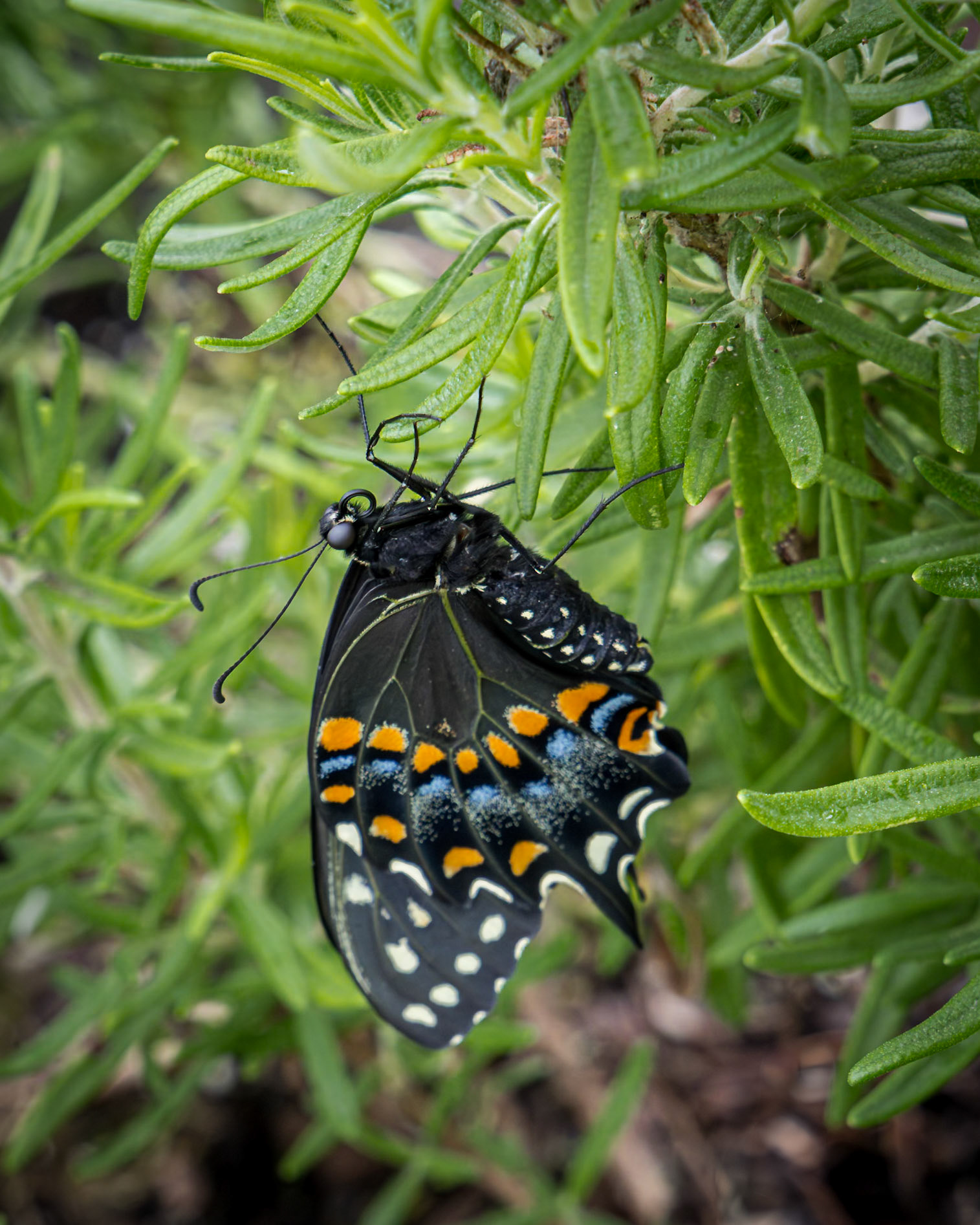 Black swallowtail hatching 7, Private home in Calabash, NC
