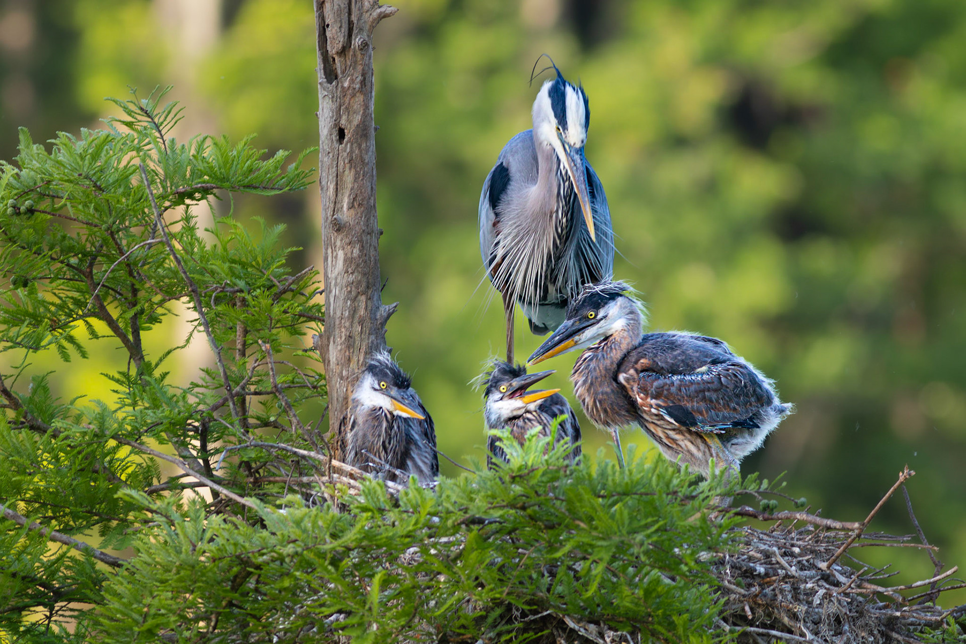 Great blue heron 80, Magnolia Plantation and Gardens