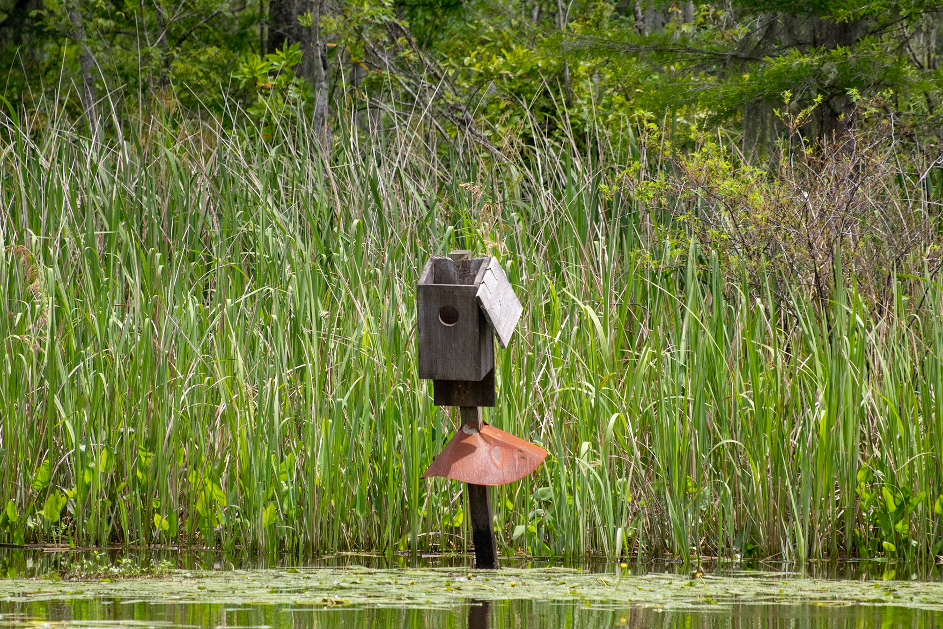 Waccamaw River 15, Plantation River Cruise