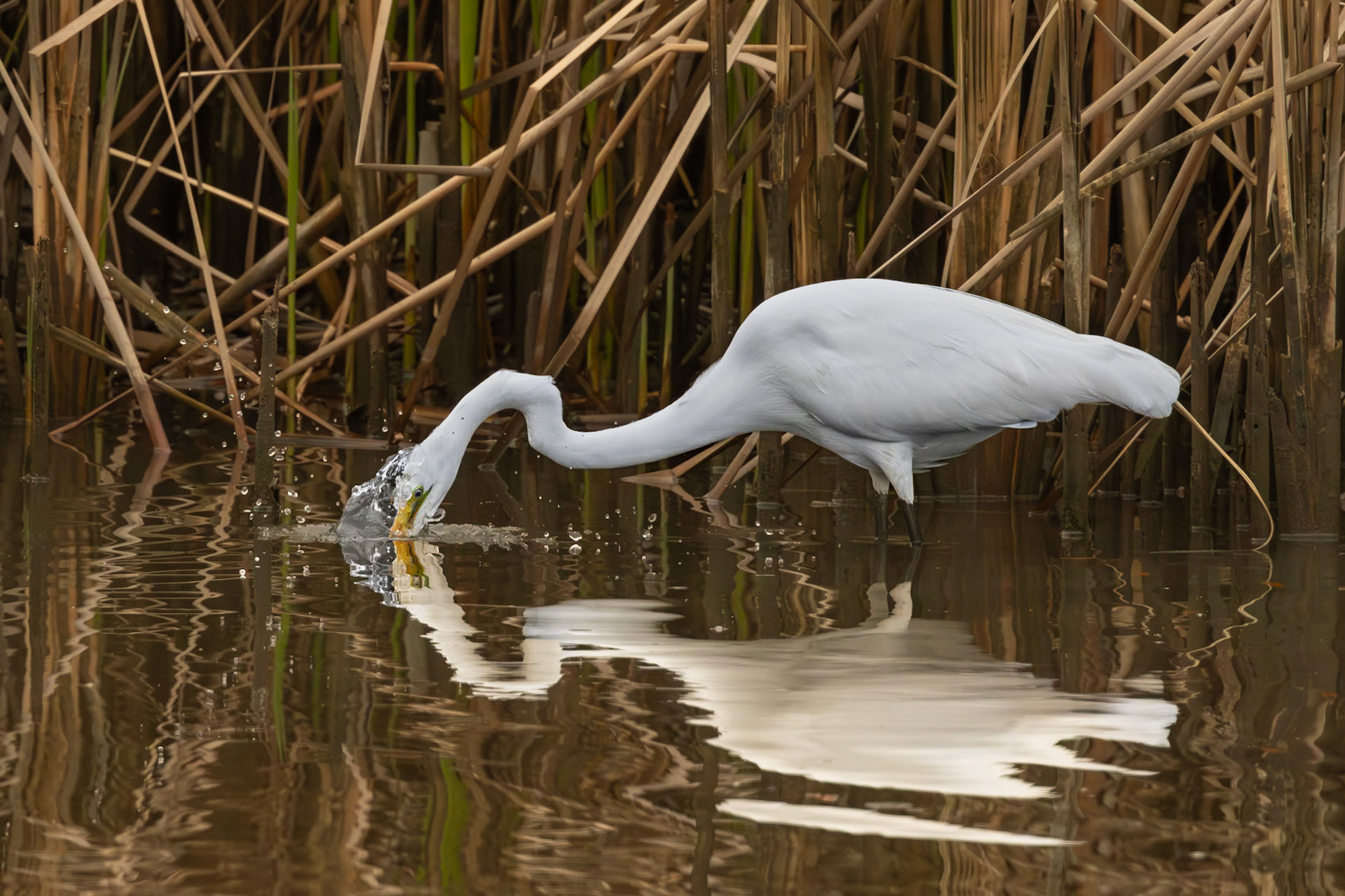 Great egret 52, Magnolia Cemetery
