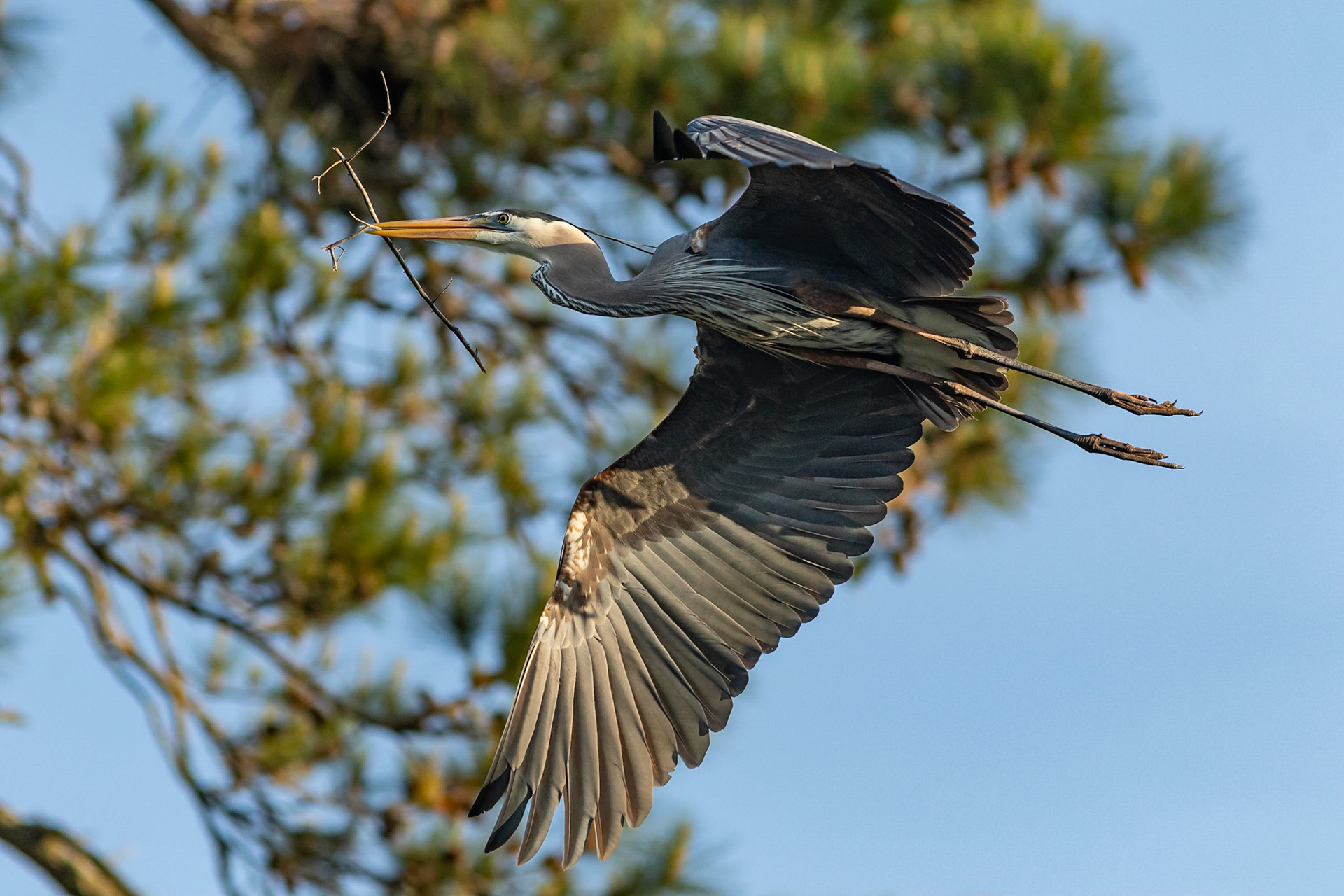 Rookery 11, Sea Trail