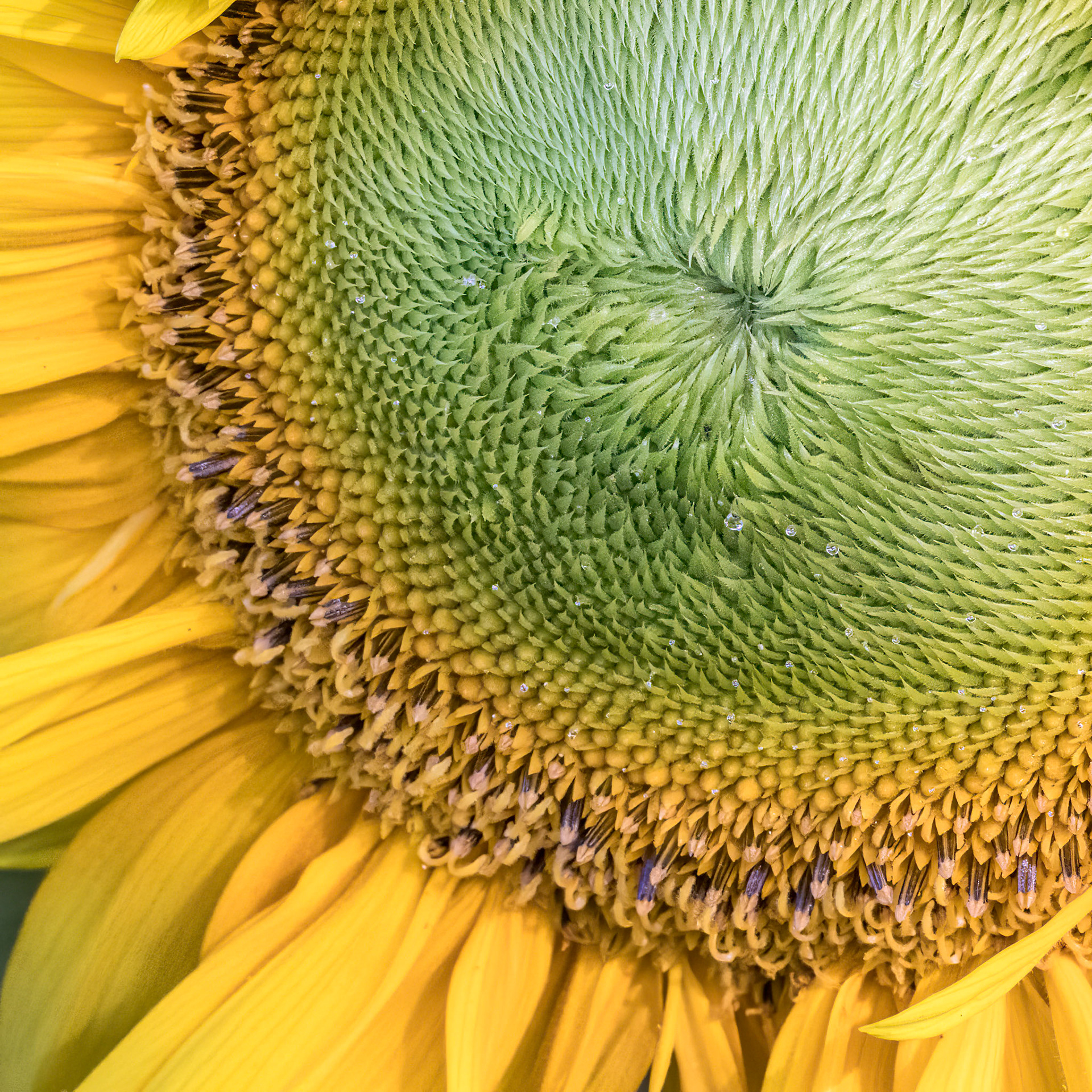Sunflower 14, Brunswick County Botanical Garden