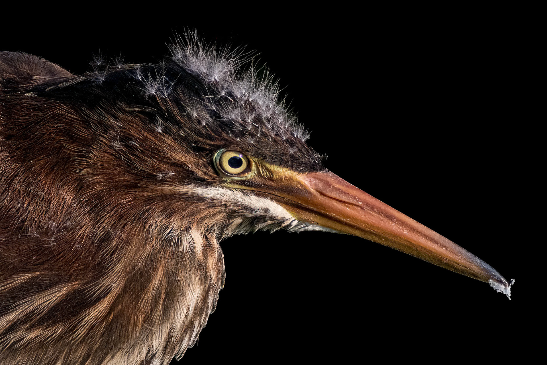 Juvenile green heron 2, Carl Bazemore bird walk