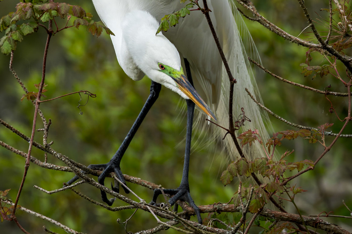 Great egret 80, Huntington Beach State Park