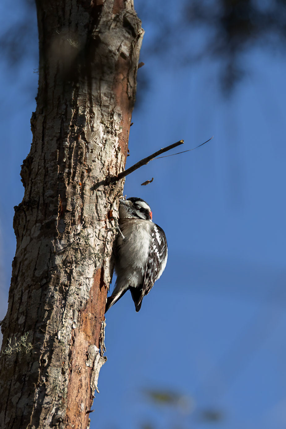Downy woodpecker 5, Huntington Beach State Park, SC, Huntington Beach State Park, SC