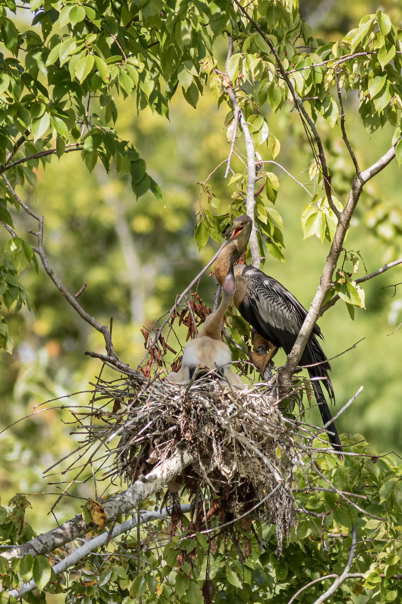 Anhinga nest 44, Sea Trail, Week of August 1, Nest 2