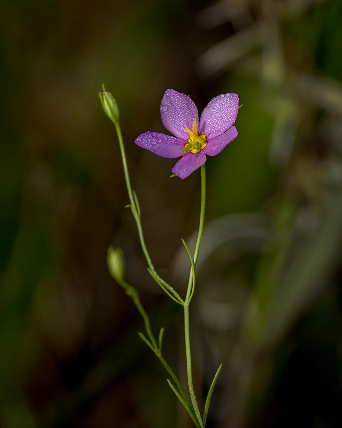 Slender marsh pink 2, Greater Green Swamp Area