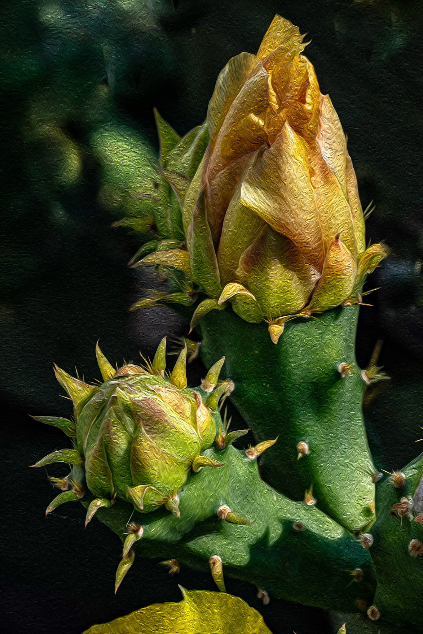 Prickly pear 10, OIB east end