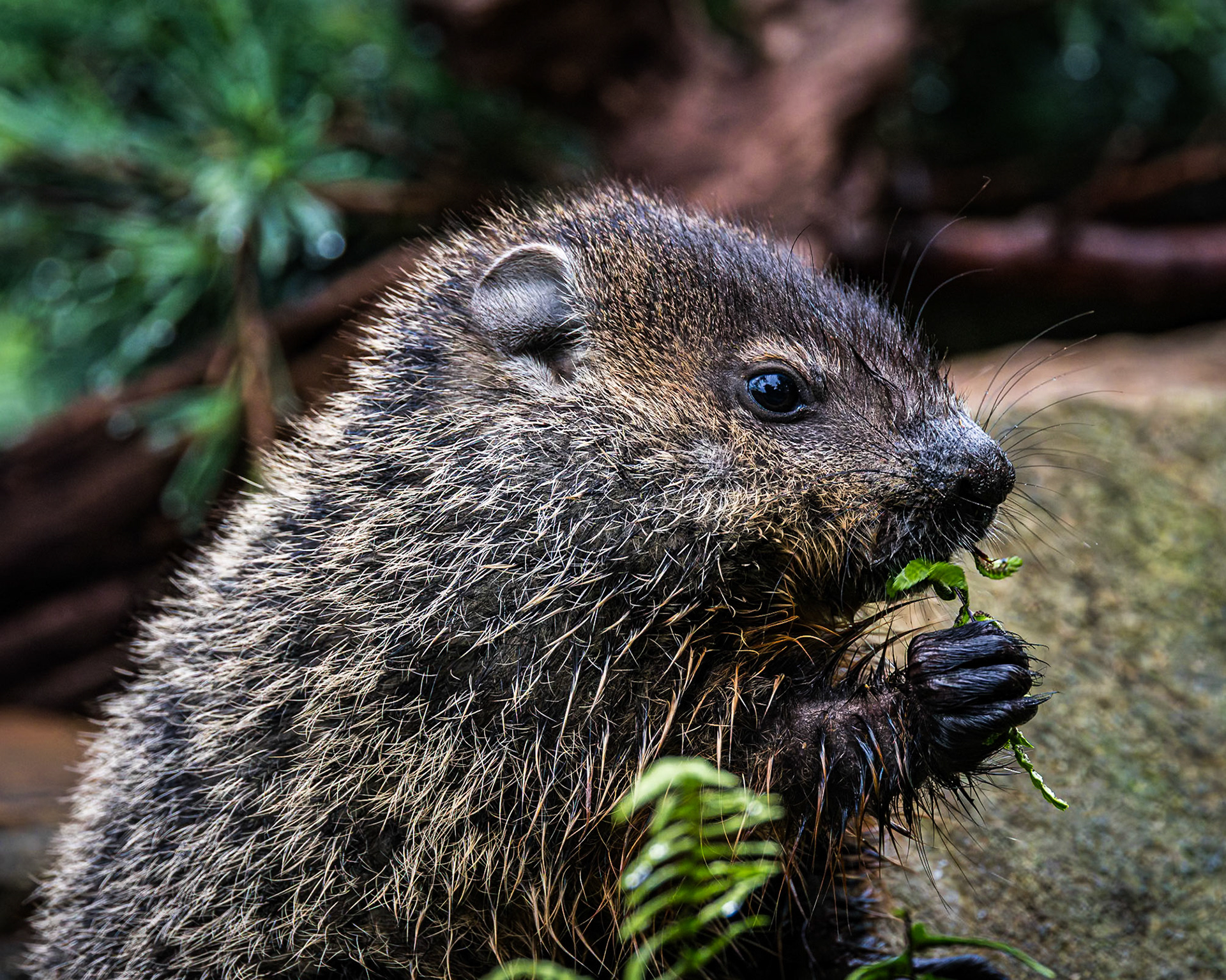 Groundhog - baby 2, The Nut House, Clemson, SC