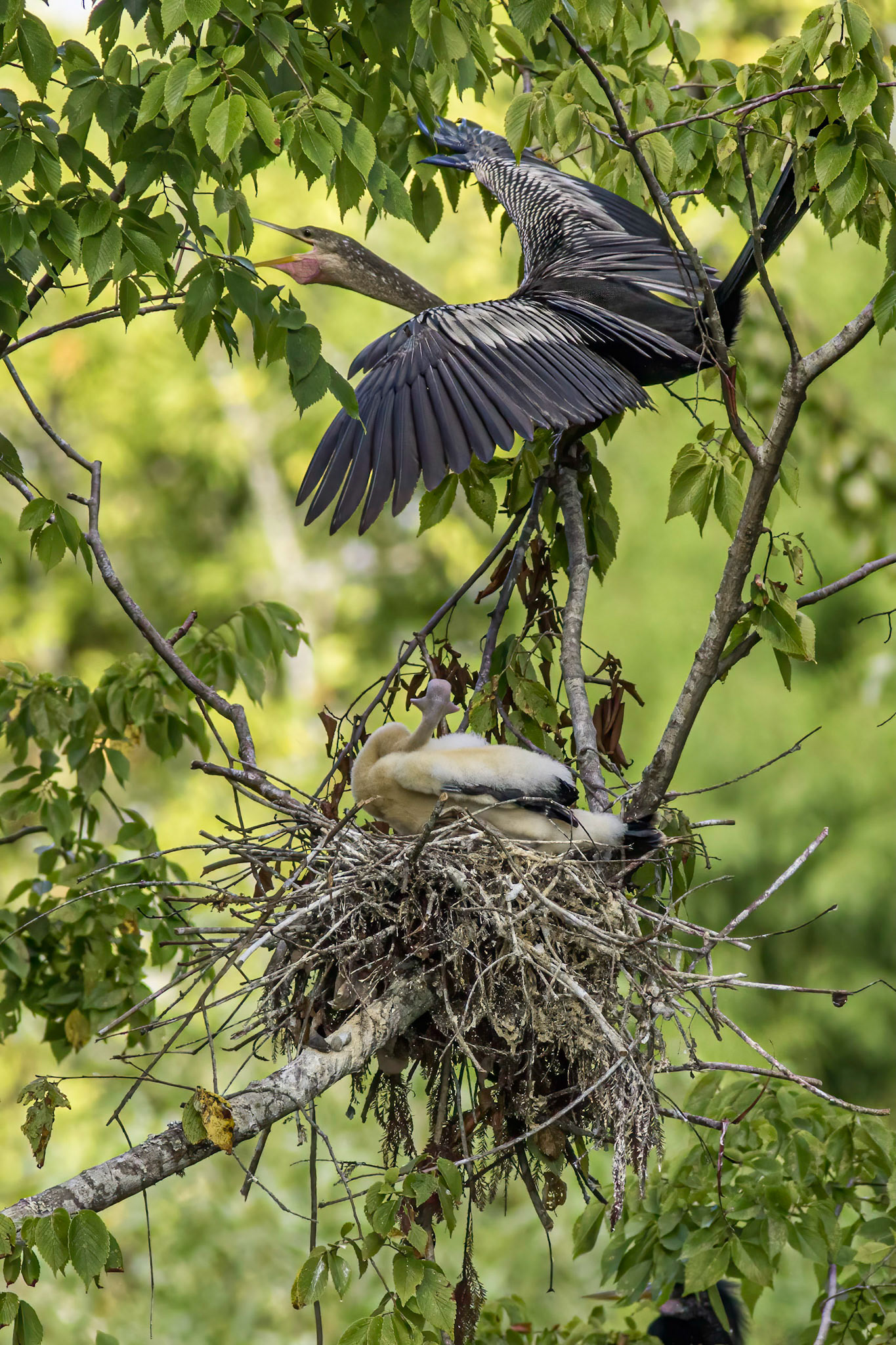 Anhinga nest 36, Sea Trail, Week of August 1, Nest 2
