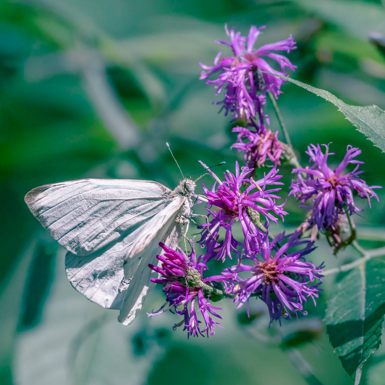 Great white southern butterfly 2, Airlie Gardens