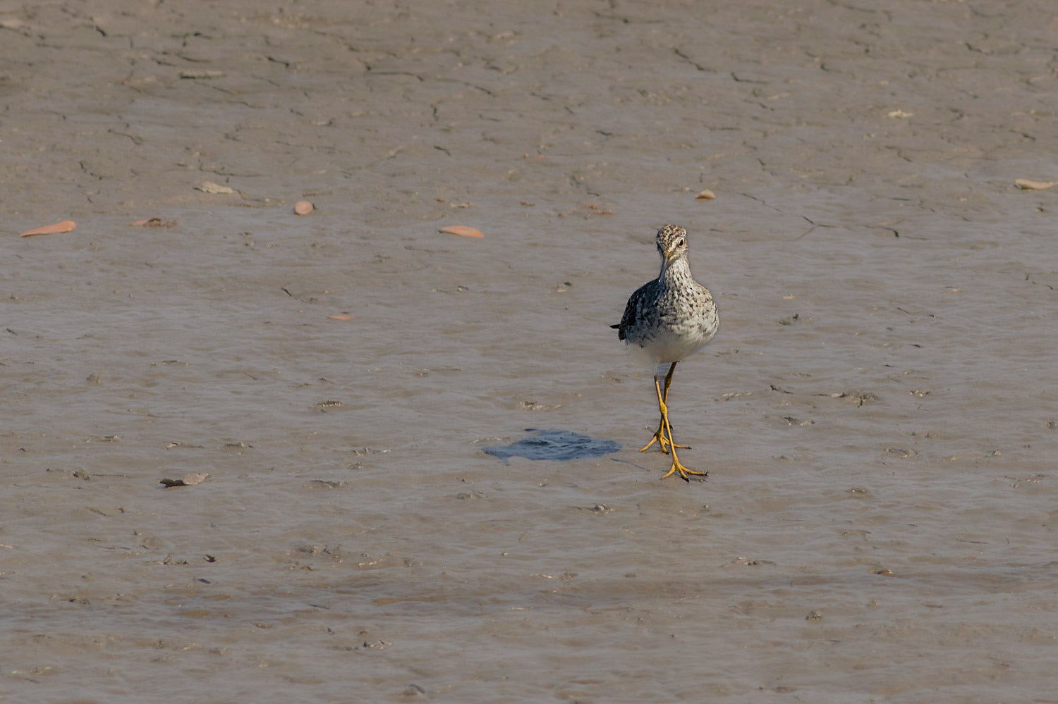 Greater yellowlegs 1, Donelly WMA