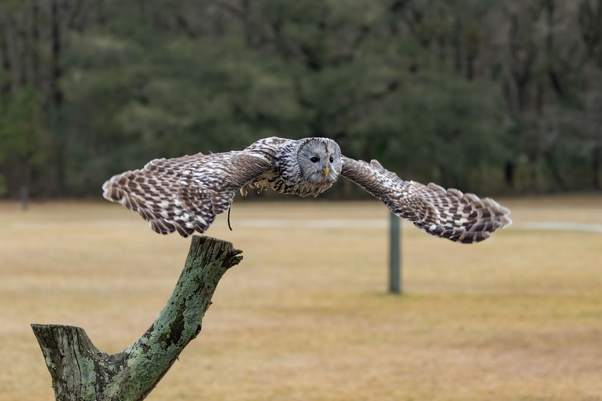 Ural Owl 6, Center for Birds of Prey, Awendaw, SC