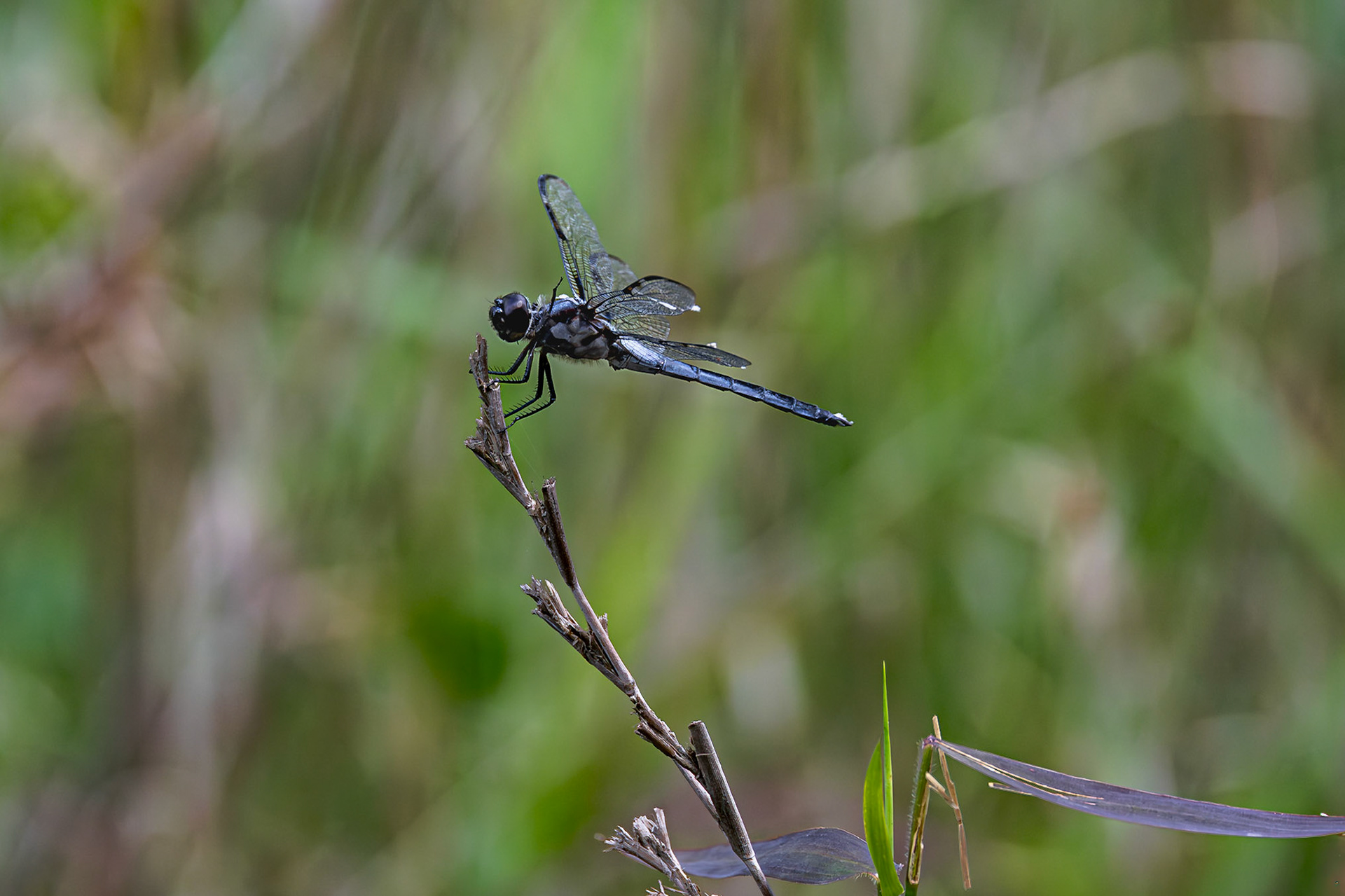 Bar winged skimmer 3, greater Green Swamp area