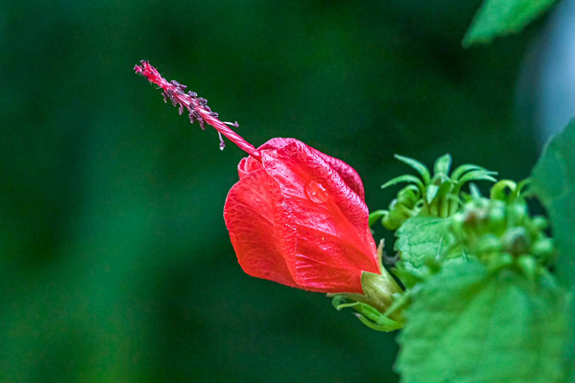 Wax mallow 1, Brunswick County Botanical Gardens