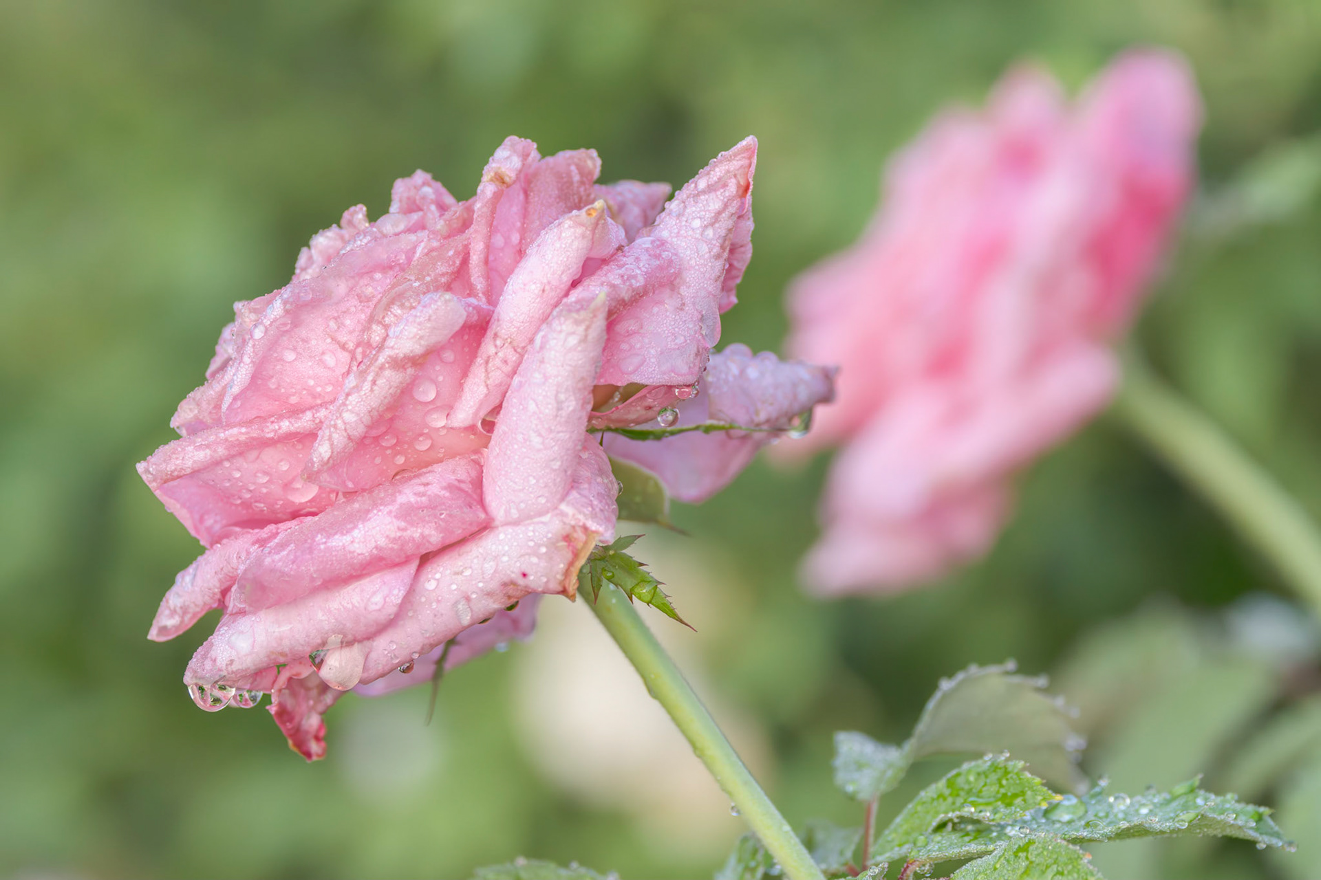 Rose 27, Brunswick County Botanical Gardens