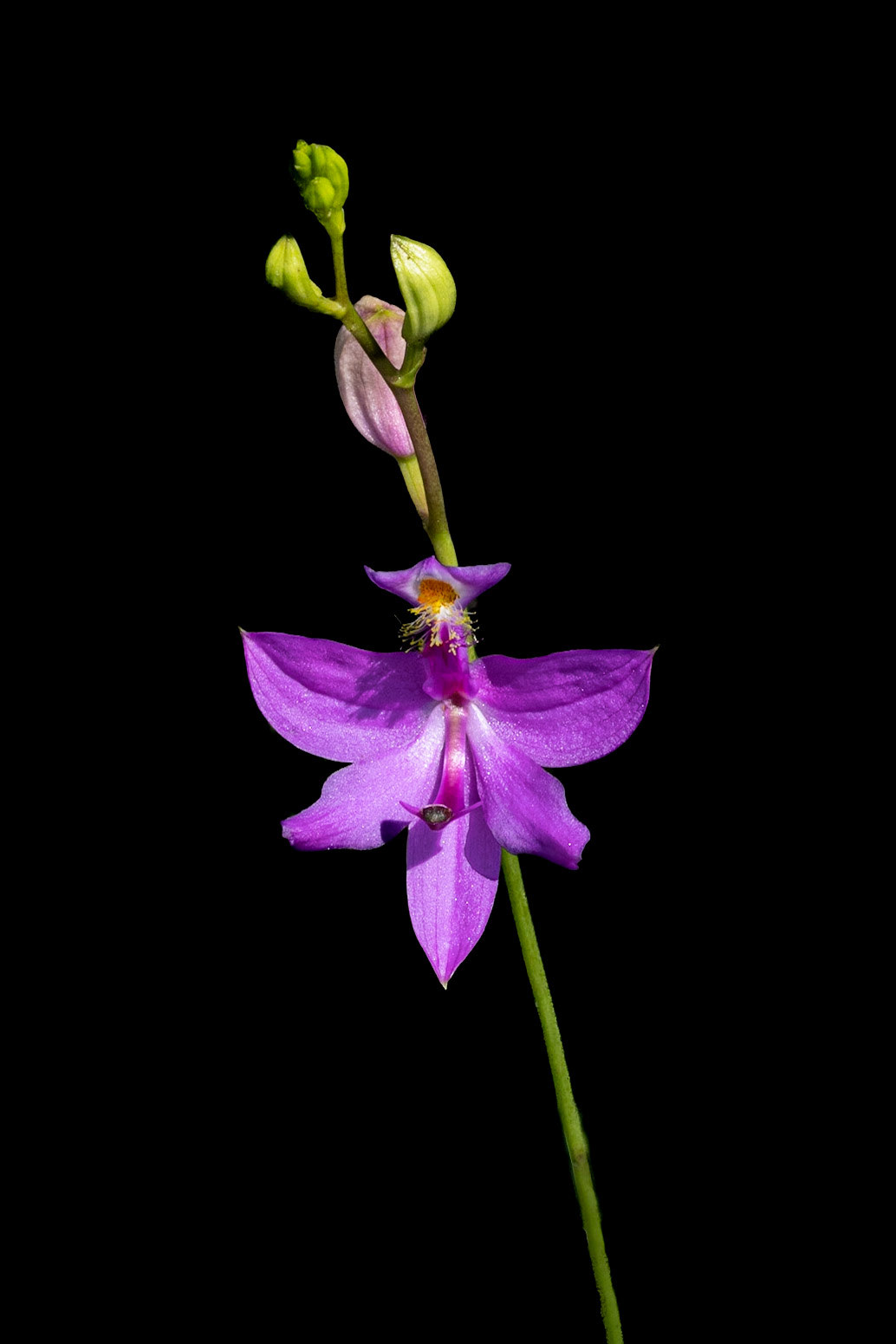 Grass pink orchid 7, Green Swamp Preserve