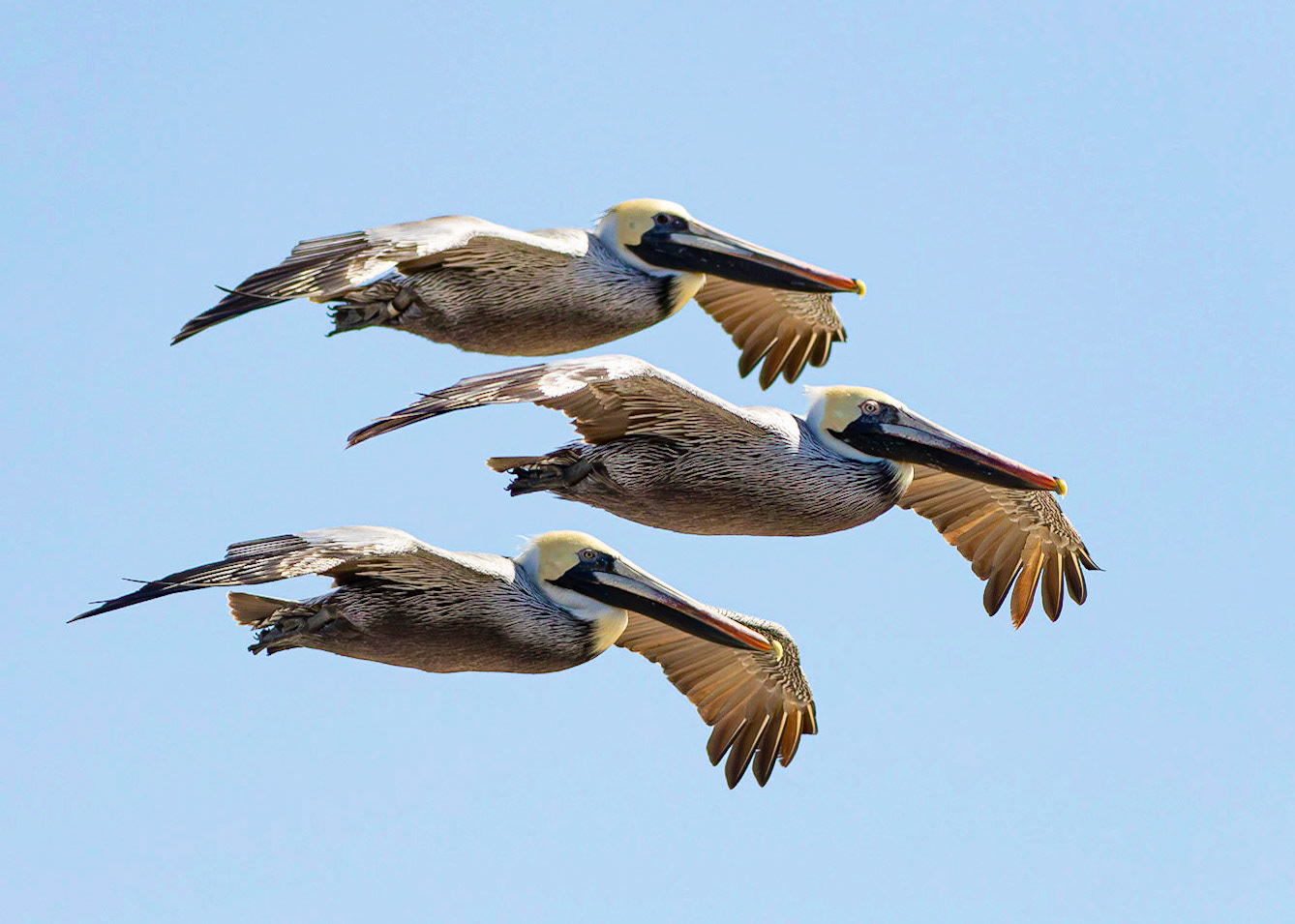 Pelicans 46, OIB East end