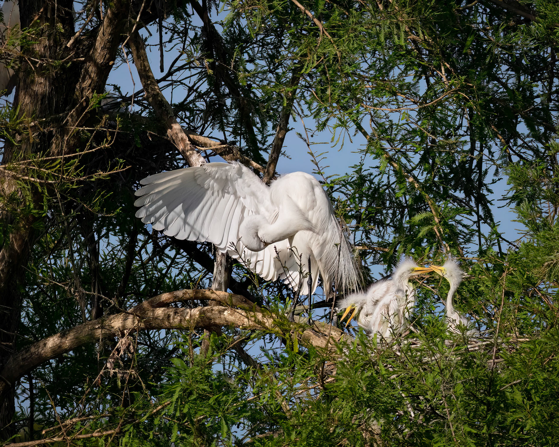 Great egret 56, Magnolia Plantation and Gardens, Audubon Swamp Garden, SCAIR 46