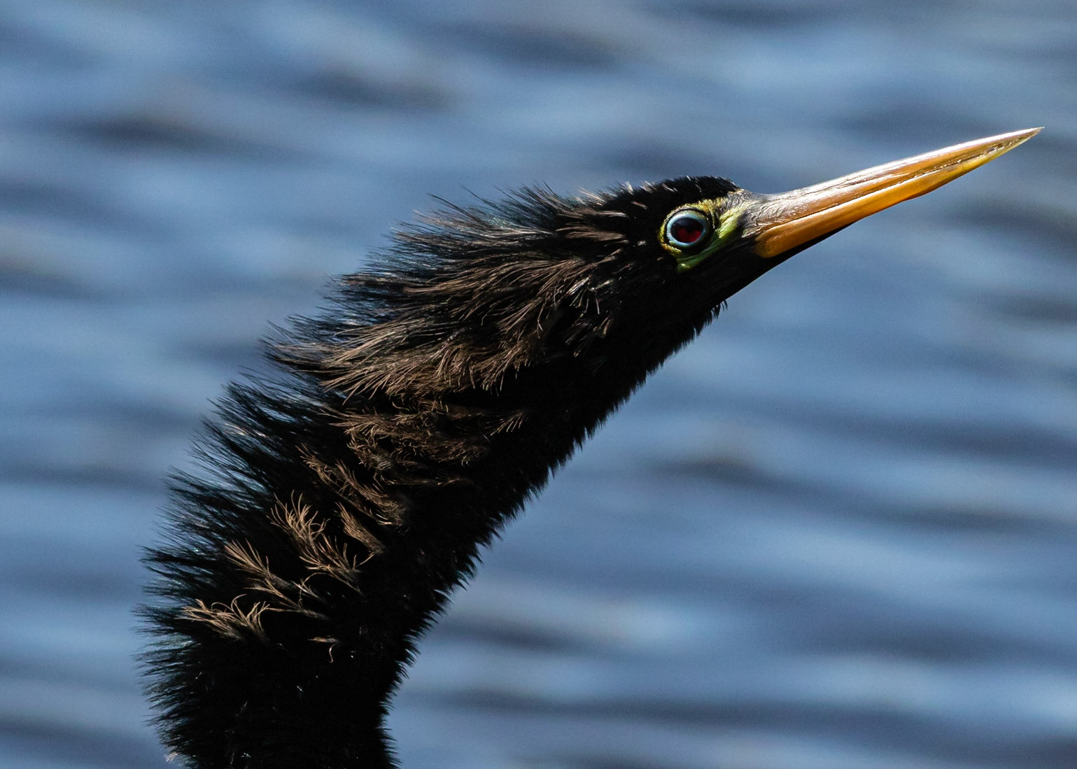 Anhinga 8, Huntington Beach SC, Mating Plumage