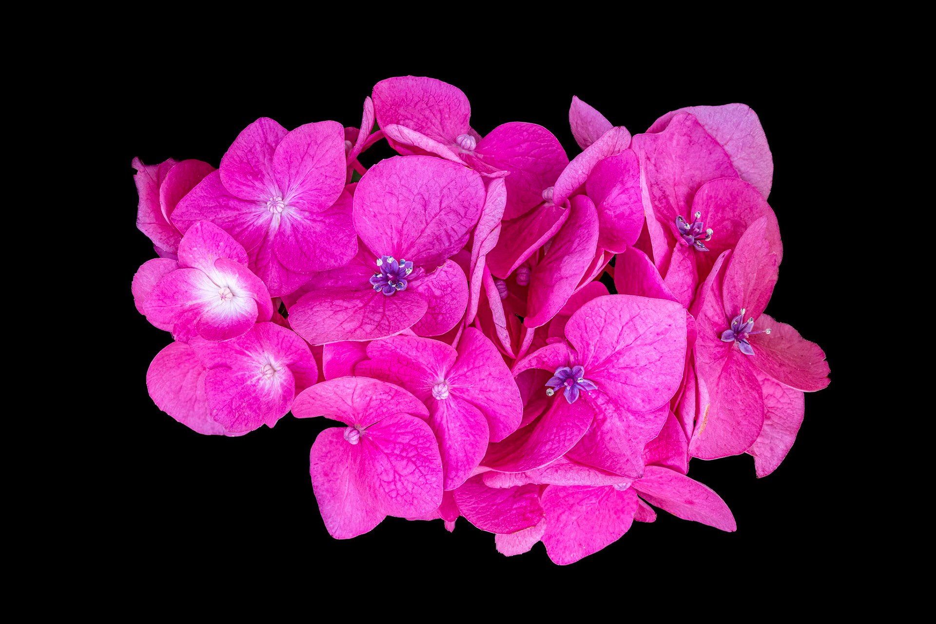 Hydrangea 2, OIB, OIB