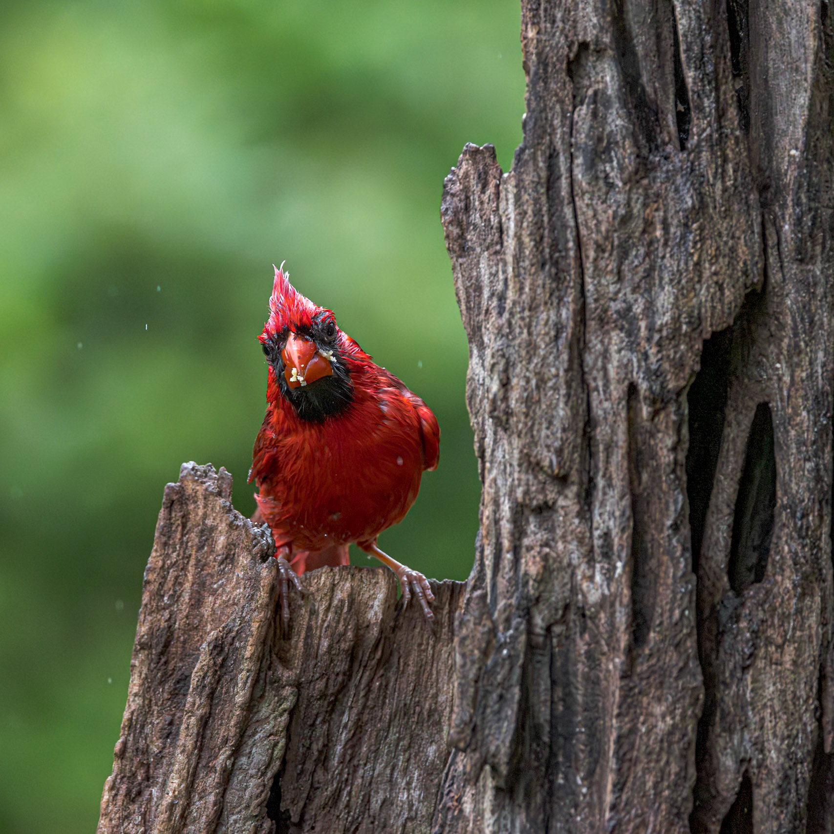Cardinal 20, The Nut House, Clemson, SC