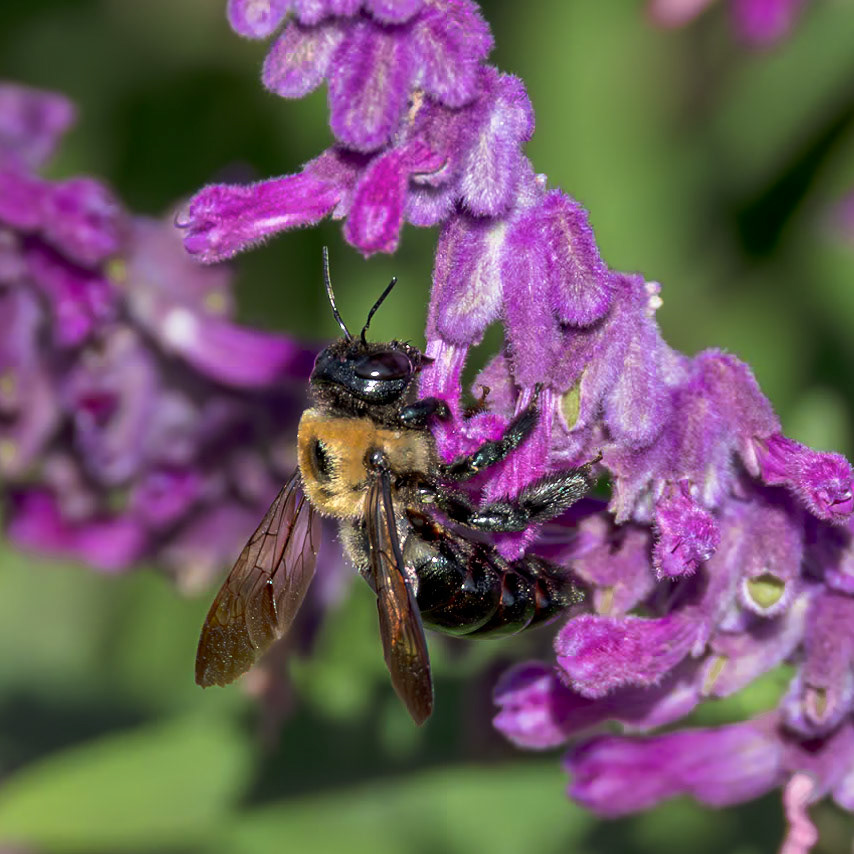 Bee 27 on Mexican bush sage, New Hanover County Arboretum