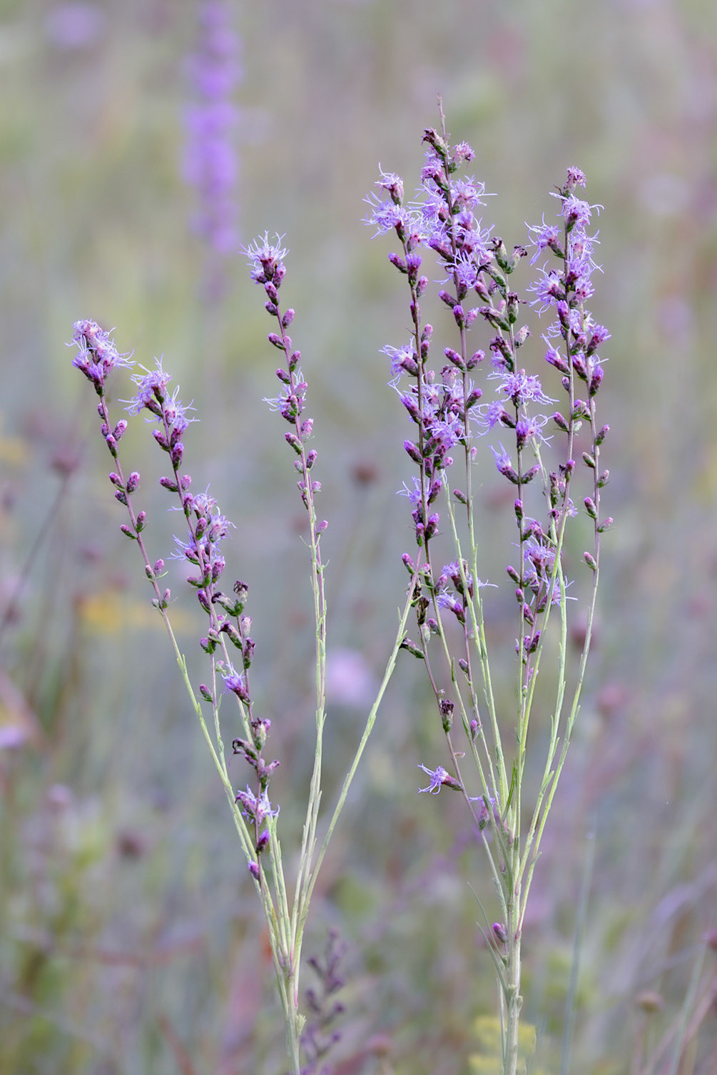 Dense blazing star 4, Green swamp area