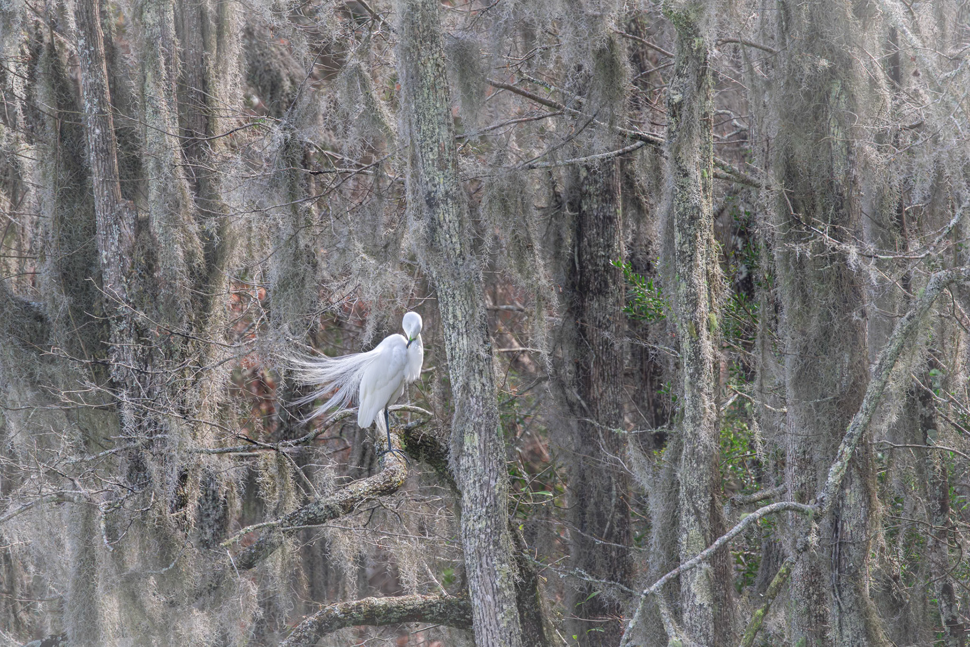Great egret 67, Magnolia Plantation, Charleston, SC