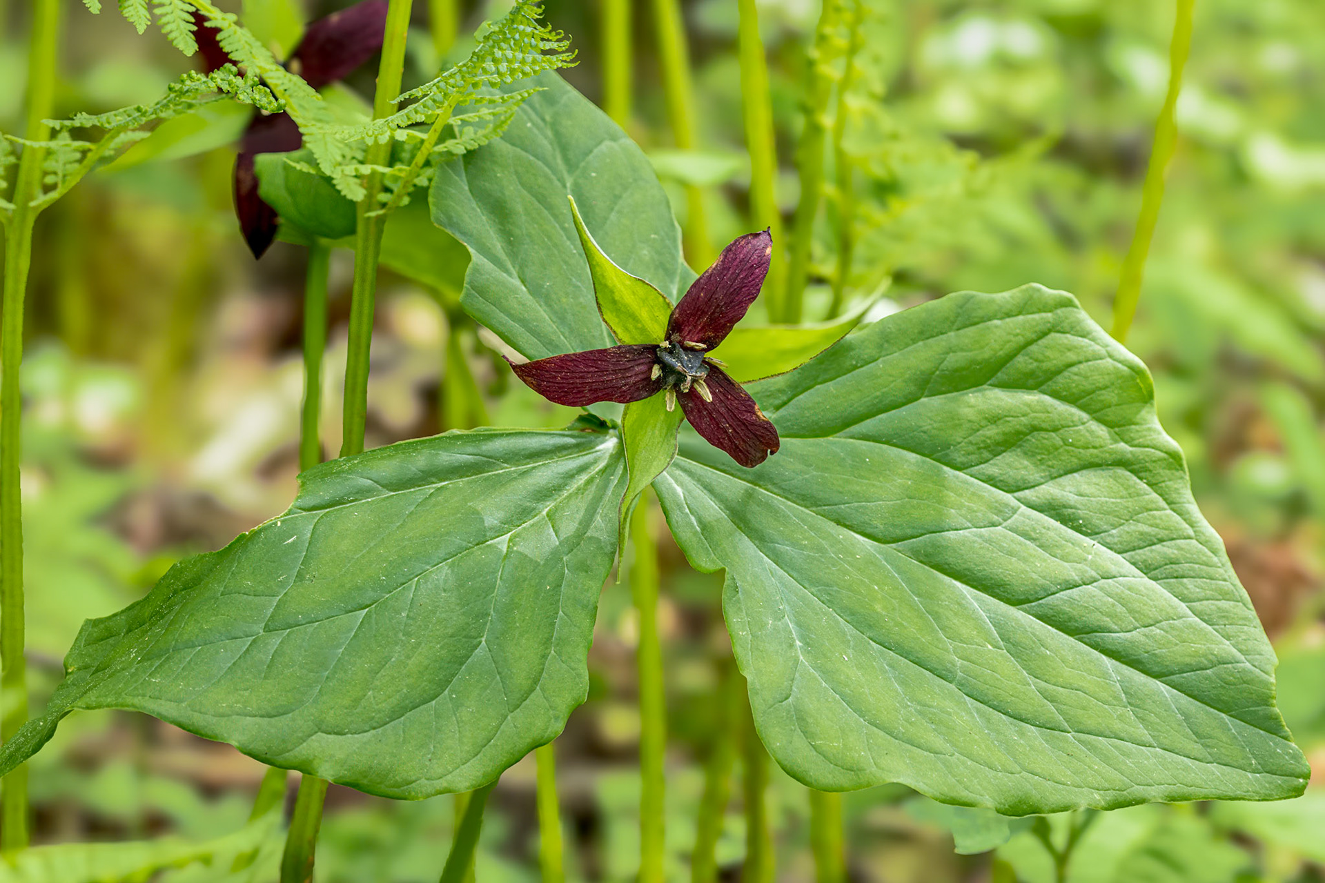 Red trillium 1, Craggy Gardens, Blue Ridge Parkway, NC