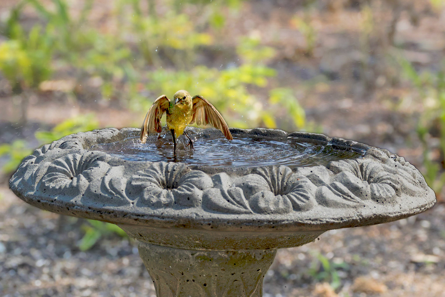 Female Painted Bunting 2, Huntingon Beach State Park, SC