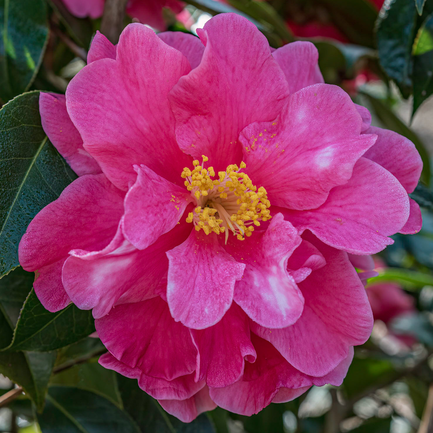Camellia 1, New Hanover County Arboretum