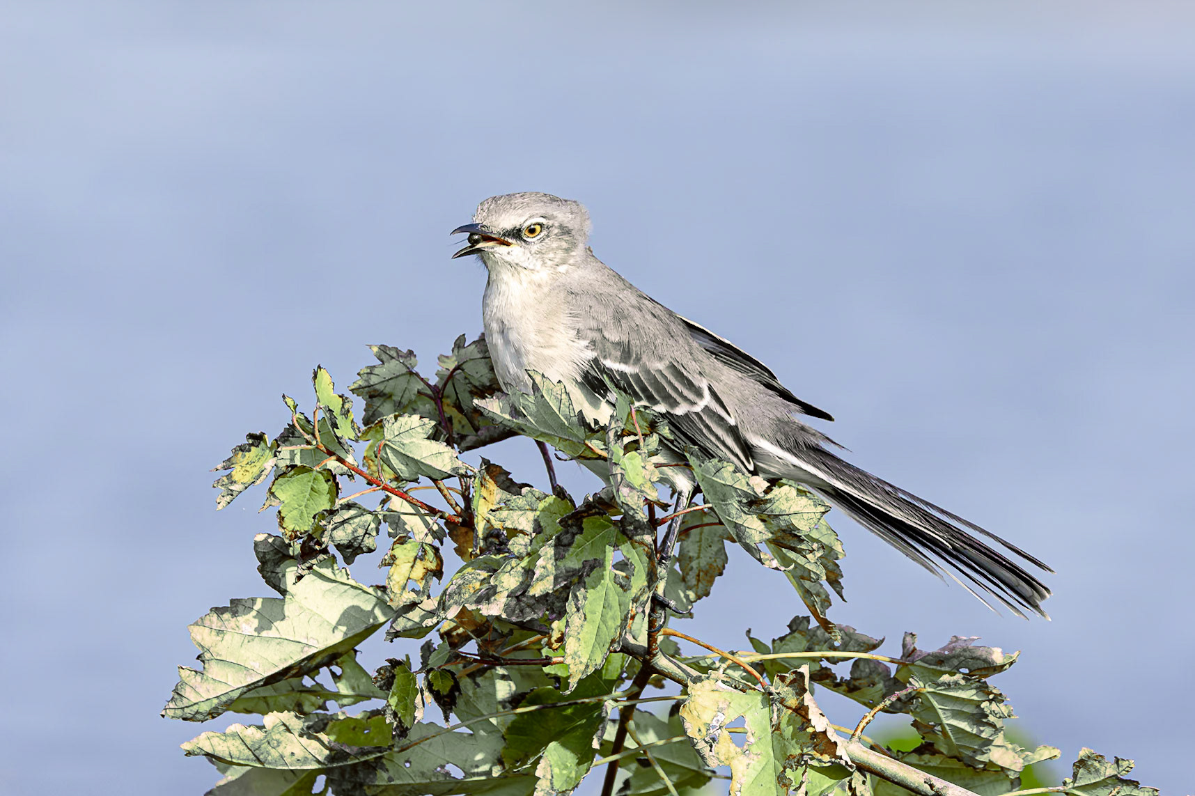 Mockingbird 3, Carl Bazemore Bird Platform, Sunset Beach