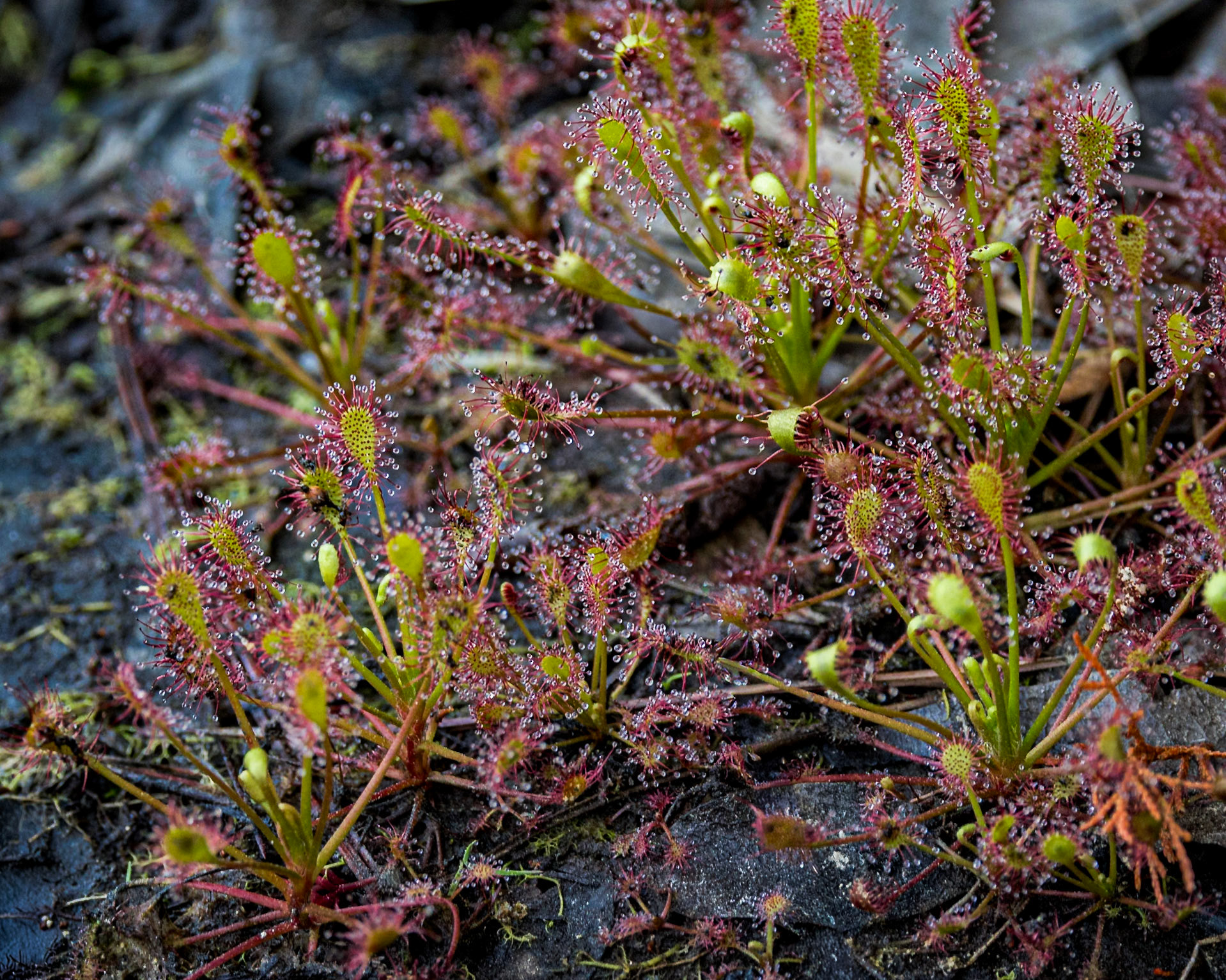 Oblong leaf sundew 2, Green Swamp Preserve