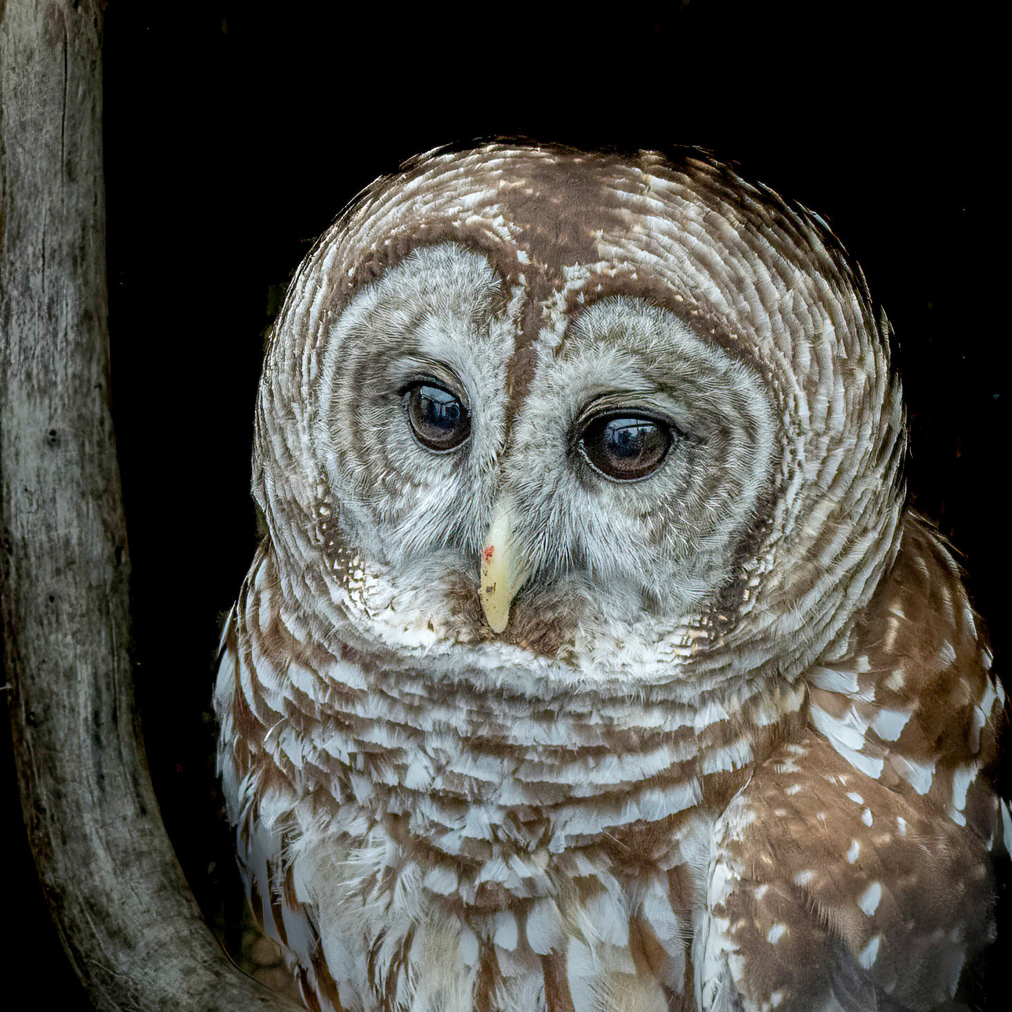 Barred owl 3, Sea Biscuit Wildlife Shelter
