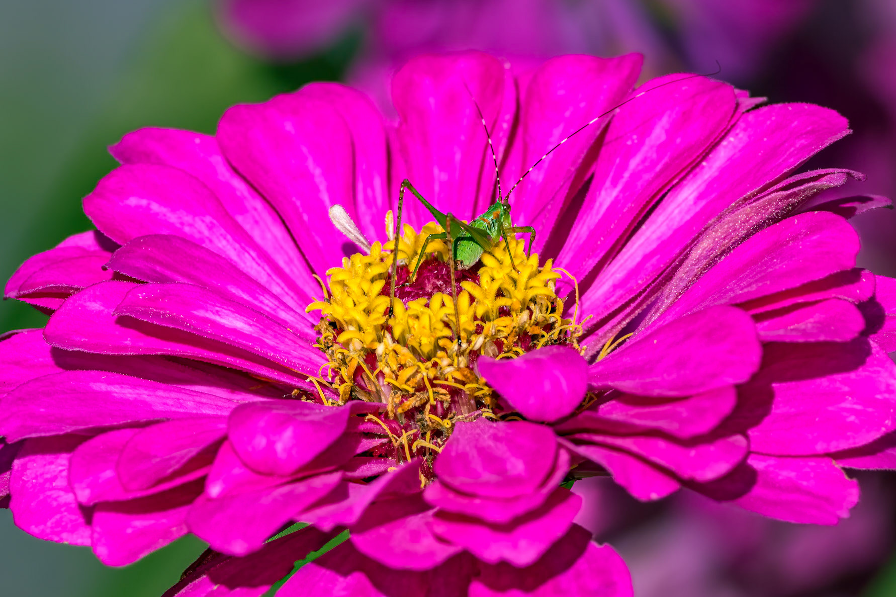 Katydid on zinnia 3, Brusnwick County Botanical Gardens