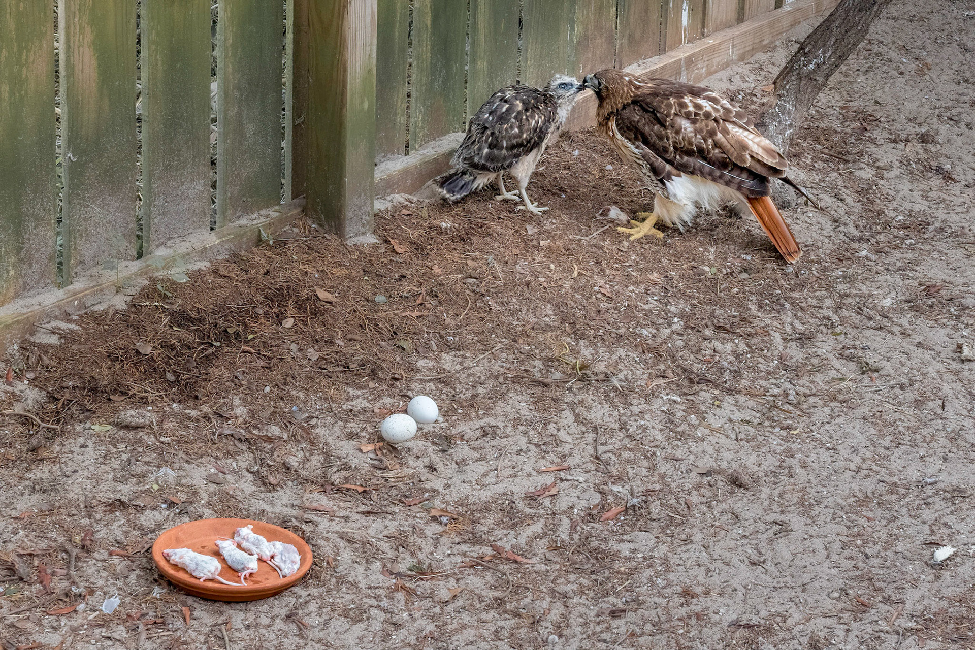 Red tailed hawk feeding red shouldered hawk 2, Sea Bisquit Wildlife Shelter