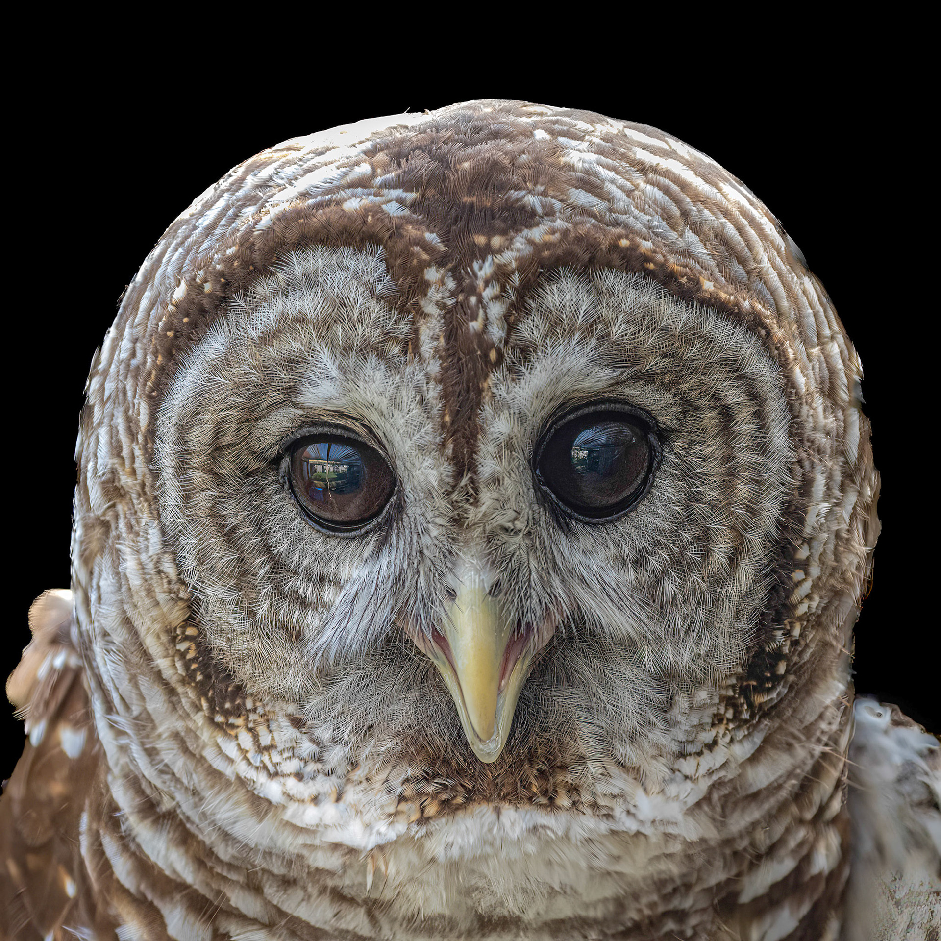 Barred owl 9, Sea Biscuit Wildlife Shelter