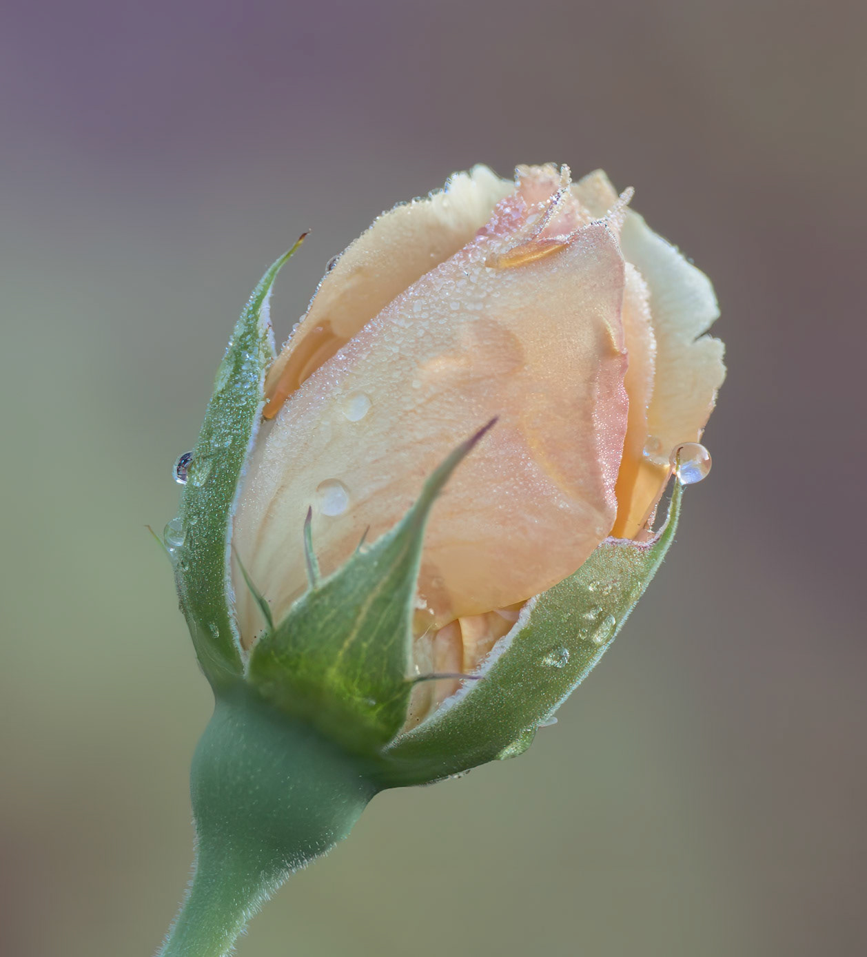 Rose 30, Brunswick County Botanical Gardens