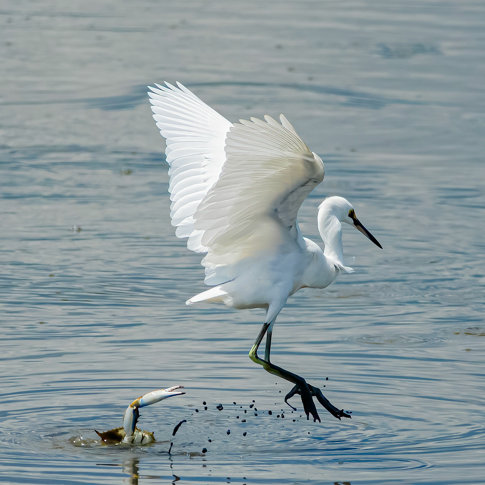 Blue Crab and Snowy Egret, OIB Gazebo behind chapel