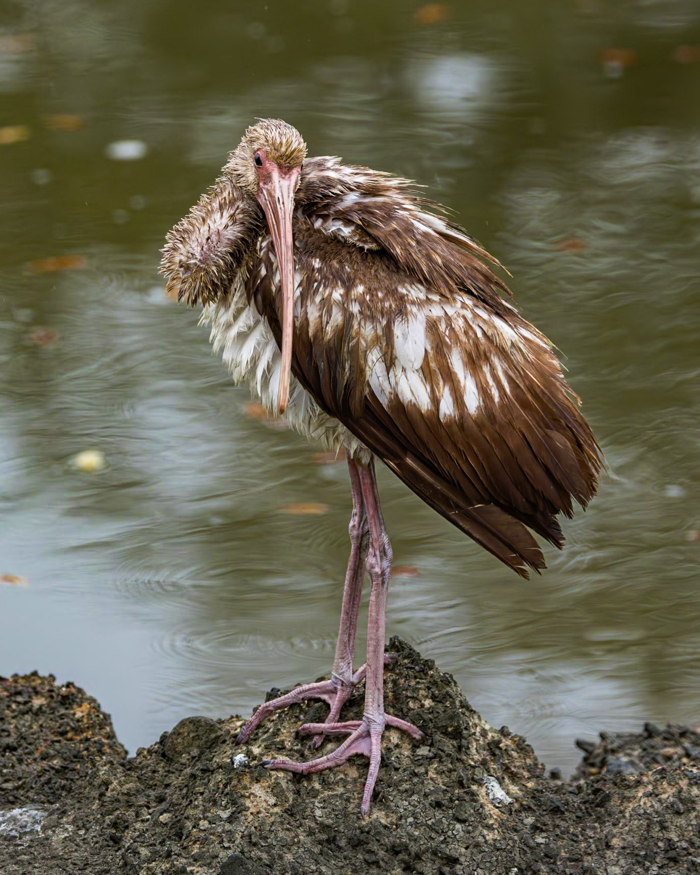 White ibis - immature 11, Magnolia Cemetery